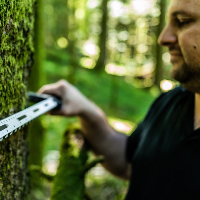 Achat de bois et exploitation forestière : Taurë technicien forestier